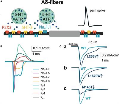 Deciphering in silico the Role of Mutated NaV1.1 Sodium Channels in Enhancing Trigeminal Nociception in Familial Hemiplegic Migraine Type 3